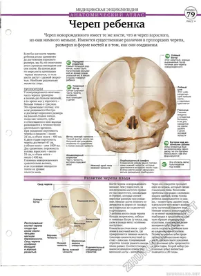 Череп новорожденного: изображение в WebP