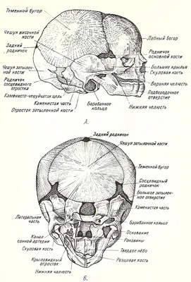Загадочный череп новорожденного на фото