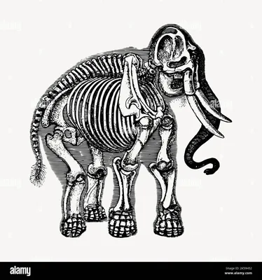 Фото черепа слона в черно-белом исполнении