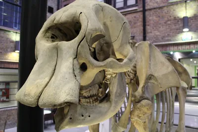 Изображение черепа слона в уникальной позе