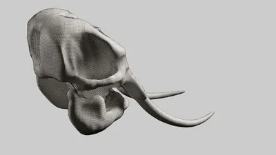 Фотка черепа слона на фоне природы