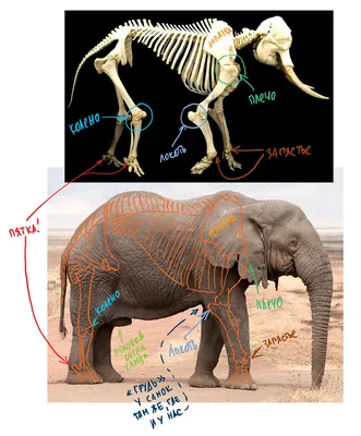Фотография черепа слона с детализированными текстурами