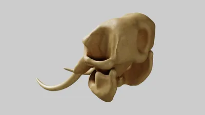 Картинка черепа слона на черном фоне