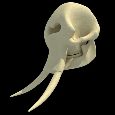 Изображение черепа слона в профиль