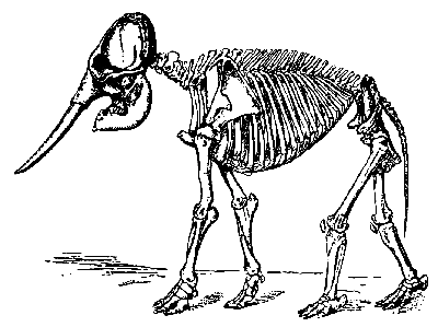 Картинка черепа слона на черном фоне с белыми элементами