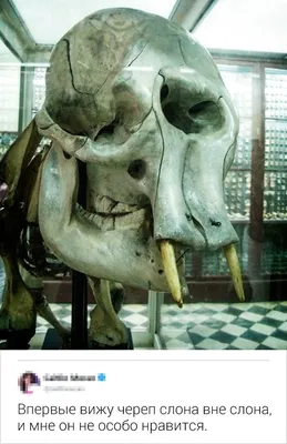 Уникальная фотография черепа слона для загадочных дизайнов