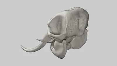 Фотография черепа слона в белых тонах - для элегантных проектов