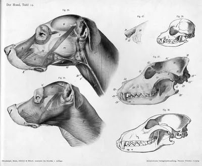 Фотография черепа собаки: Оригинальный размер