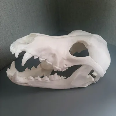 Удивительный череп собаки: Скачать в PNG формате