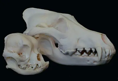 Фотография черепа собаки: PNG формат для скачивания