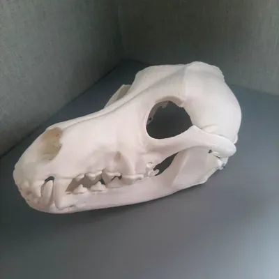 Фото черепа собаки для создания интересных проектов