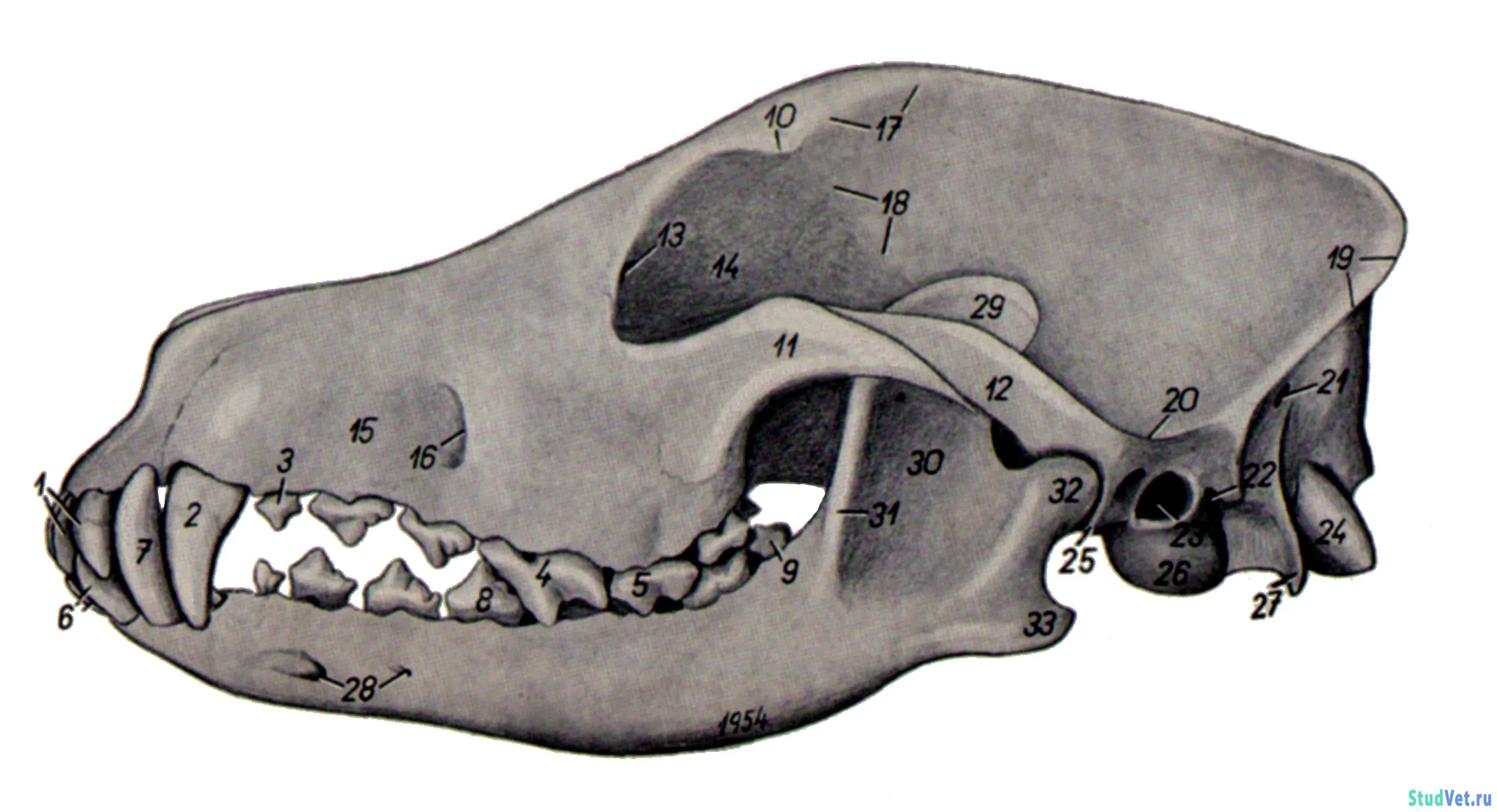 Если у животного имеется череп. Сагиттальный распил черепа собаки. Скелет головы собаки анатомия. Кости черепа млекопитающих. Непарная кость черепа у собак.