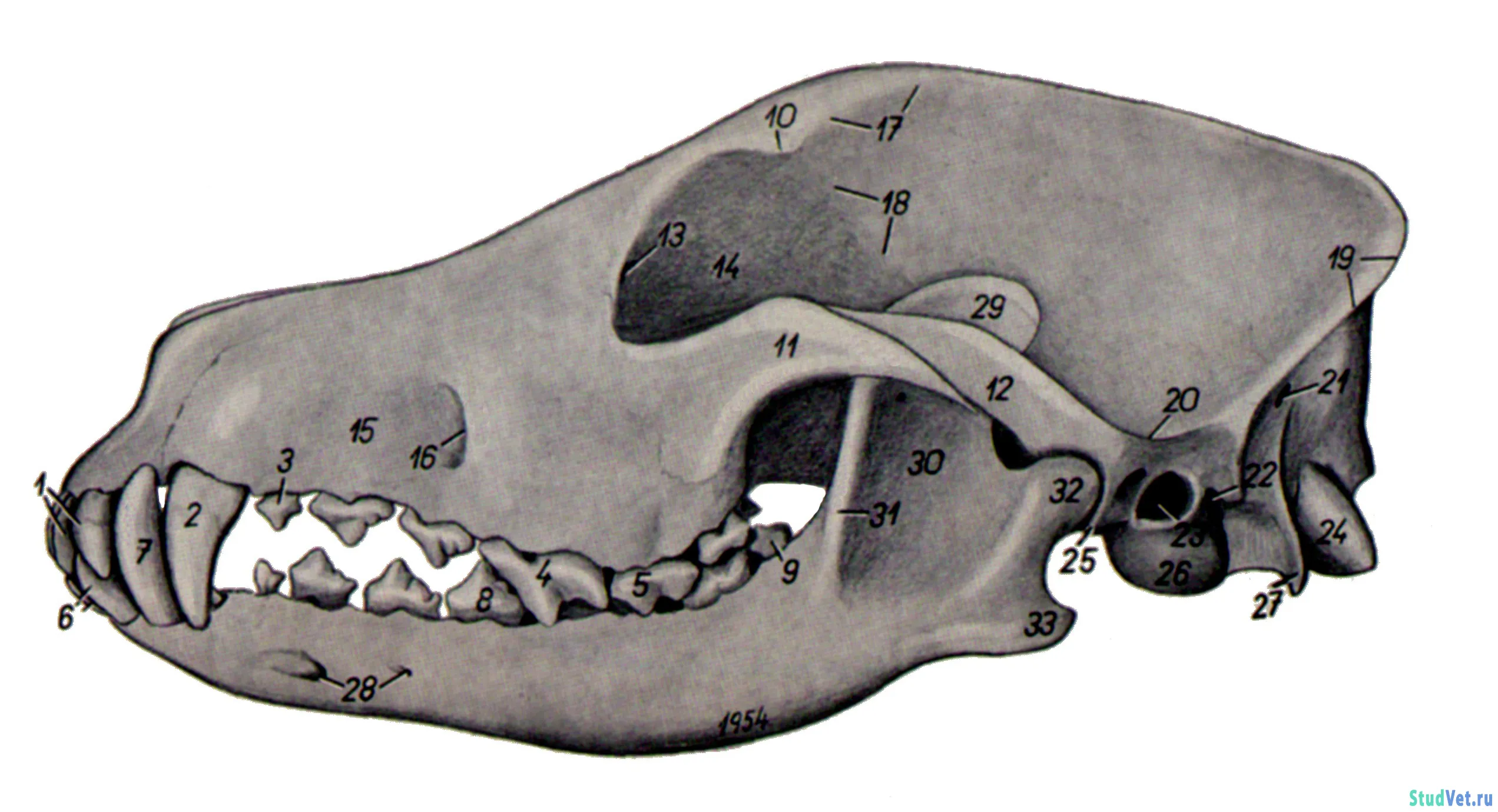 Череп собаки рисунок строение