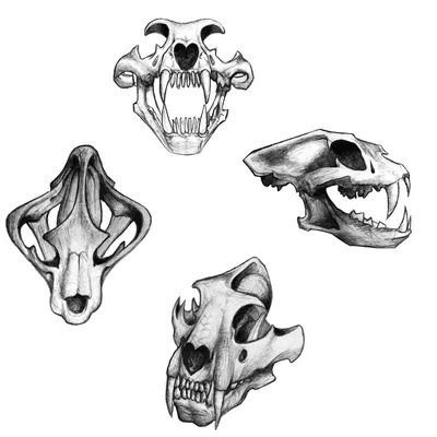 Картинка черепа собаки в абстрактном стиле