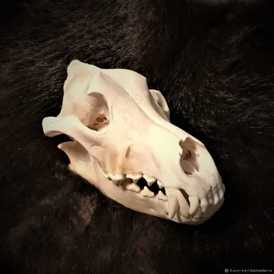 Фото черепа волка: символ силы и власти