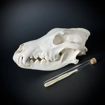 Изображение черепа волка: уникальное и необычное
