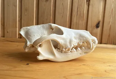 Фото черепа волка: отличный подарок для любителей дикой природы