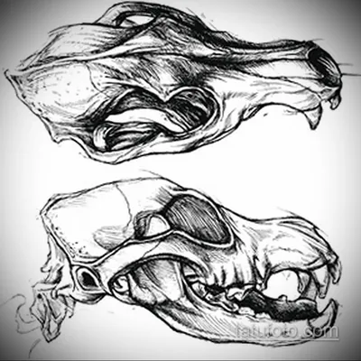 Фотография черепа волка: создайте атмосферу загадочности