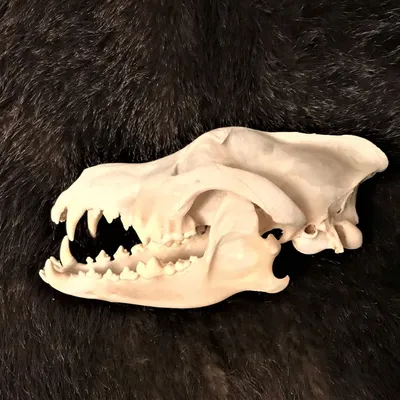 Картинка черепа волка: создайте уникальный стиль в своем доме