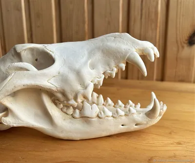 Фотография черепа волка: создайте атмосферу дикой природы в своем доме