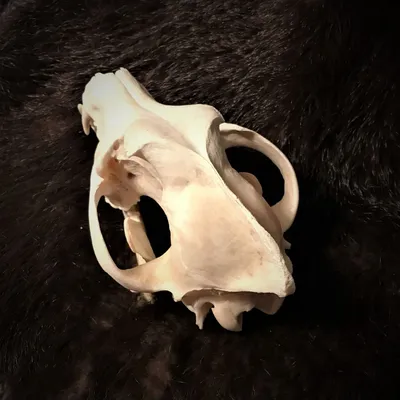 Фото черепа волка: создайте уникальный стиль в своей одежде