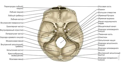 Анатомия черепа: фото в высоком разрешении