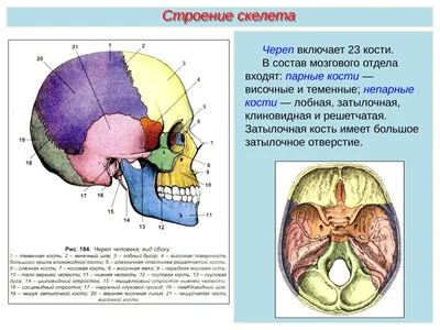 Фотографии черепа: научитесь распознавать каждую кость