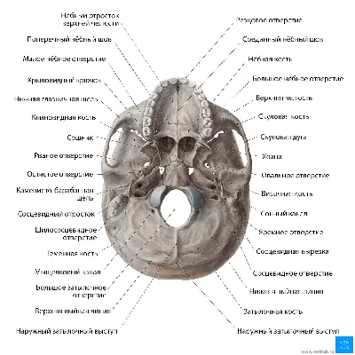 Фотографии черепа: обзорная анатомия