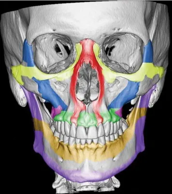 Фото черепа: изучайте его внутреннюю структуру и функции