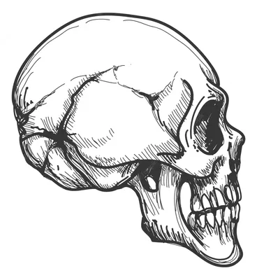 Анатомические фото черепа: изучение его внутренней структуры