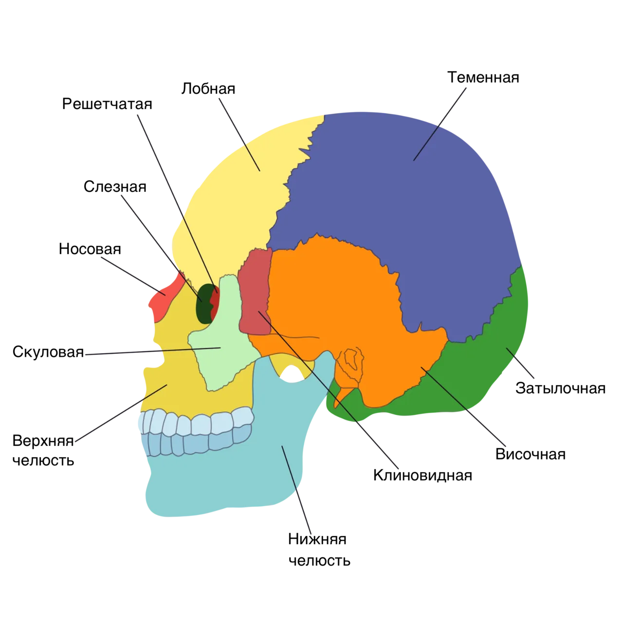 Лобная отдел скелета. Теменная кость черепа анатомия. Череп строение мозговой отдел лицевой отдел. Теменная кость черепа строение. Кости мозгового отдела черепа анатомия.