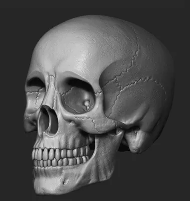 Фотография черепа человека в высоком разрешении