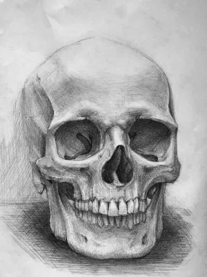 Фото черепа человека для анатомических исследований