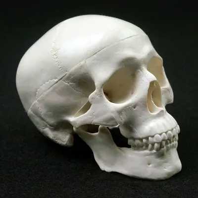 Фотография черепа человека в стиле готики