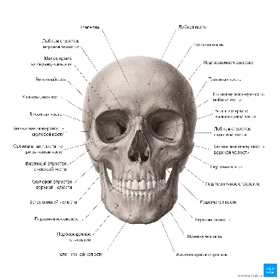 Картинка черепа человека с костями