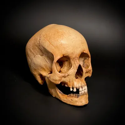 Фото черепа человека в мистическом стиле