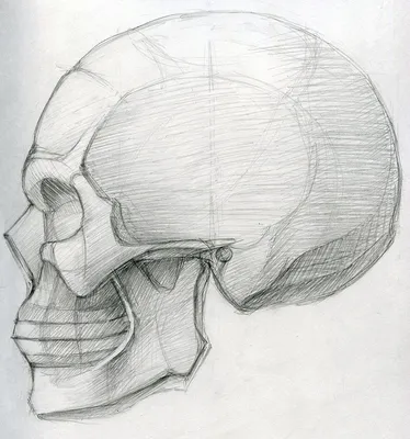 Изображение черепа человека для татуировки