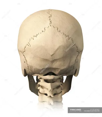 Фотография черепа человека на фоне природы