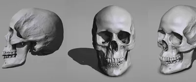 Картинка черепа человека для дизайна