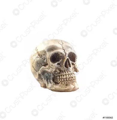 Фото черепа человека для искусства