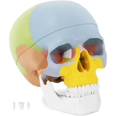 Фото черепа человека в формате WebP