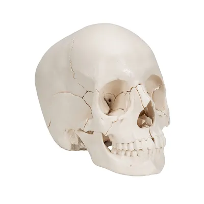 Фото черепа человека с разных ракурсов