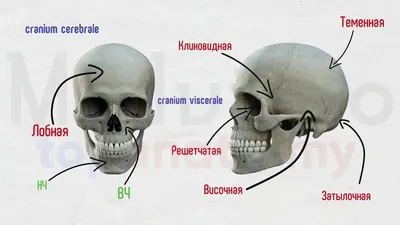 Фотография черепа человека с вставкой зубов