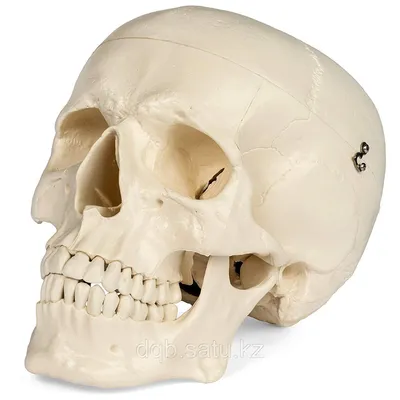 Картина черепа человека в стиле абстракции