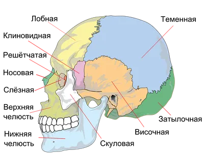 Фото реального черепа человека в качестве
