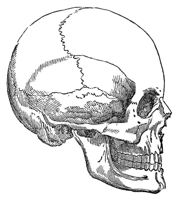 Картинка черепа человека на белом фоне