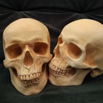 Жуткие черепа в разных ракурсах