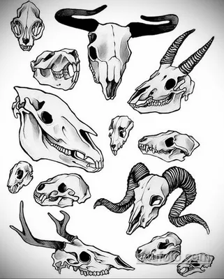 Уникальные черепа животных: фото