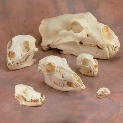 Фото черепов животных: прекрасный выбор для создания постеров