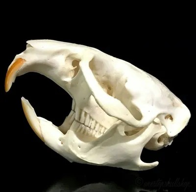 Фото черепов животных для использования в качестве обоев